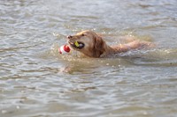foto met hond