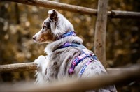 Trail Quest Collar Rachel Pohl edition PINK-2