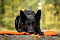 ProtectorBivvyBed_Orange_1927-1929_03_Lifestyle.jpg