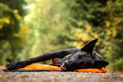 ProtectorBivvyBed_Orange_1927-1929_04_Lifestyle.jpg
