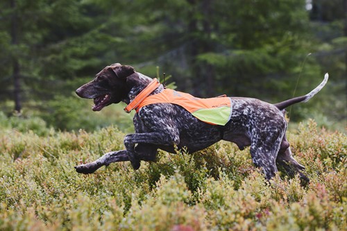 protector cover op hond