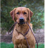 retriever-leash-cognac (10