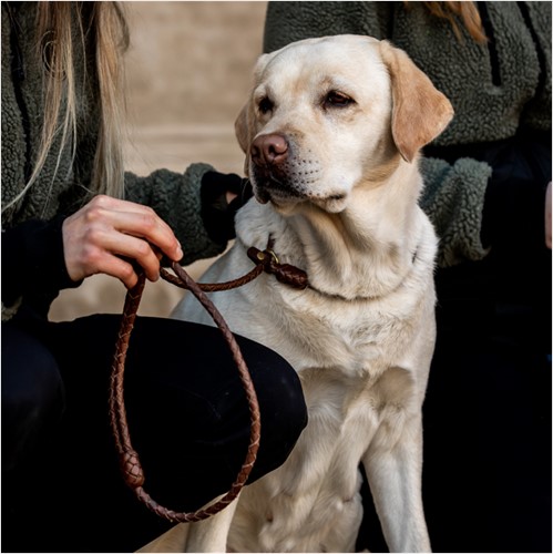 retriever-leash-cognac (9