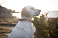 Roam Collar  - Maat XXL (55-60 cm)-3