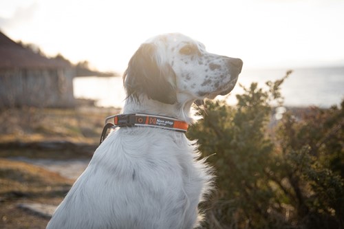 Roam Collar  - Maat XXL (55-60 cm)-3