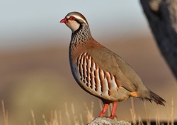Roodpoot Patrijs DIEPVRIES ALLEEN AFHALEN!!