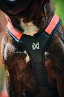 Rush harness-2