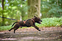 rush op hond