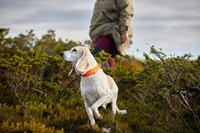 safe collar setting foto