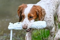 sfeerfoto hond .jpg