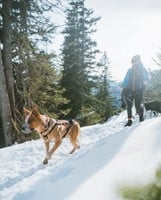 Touring Bungee Leash Breed - 23mm - 2,8 Meter -3