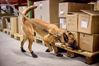 Solid Leash WD 2m Olive-2