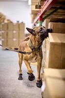 Solid Leash WD 2m Olive-3