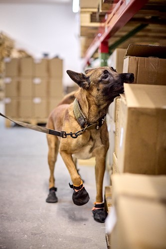 Solid Leash WD 2m Olive-3