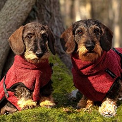Dryup® Cape TECKEL Bordeaux Langere rug & Kortere zijpanden!