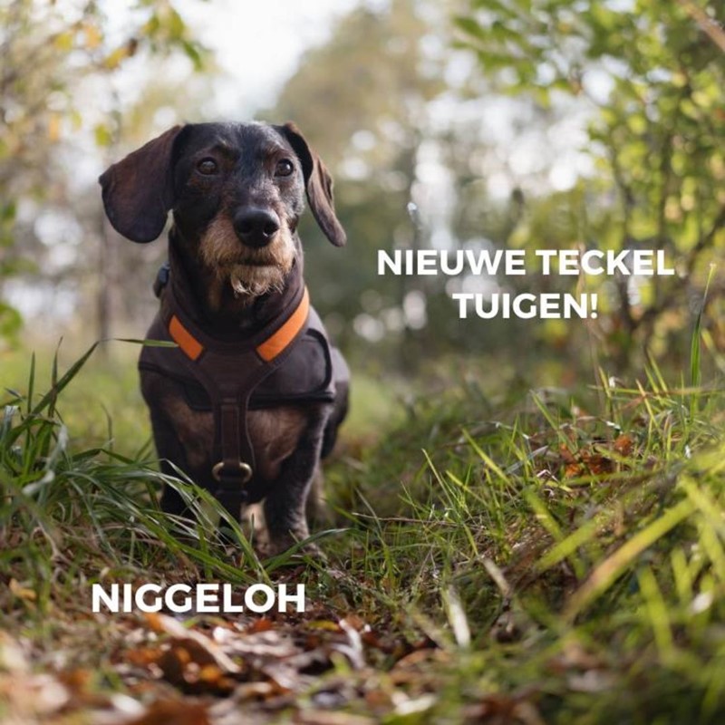 Het Beste Teckel Tuigje: Speciaal ontworpen voor de unieke bouw van een Teckel