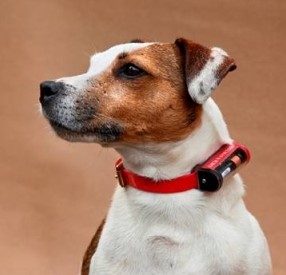 terrier-Location-3