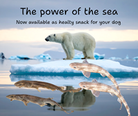 The power of the sea Catshaai.png