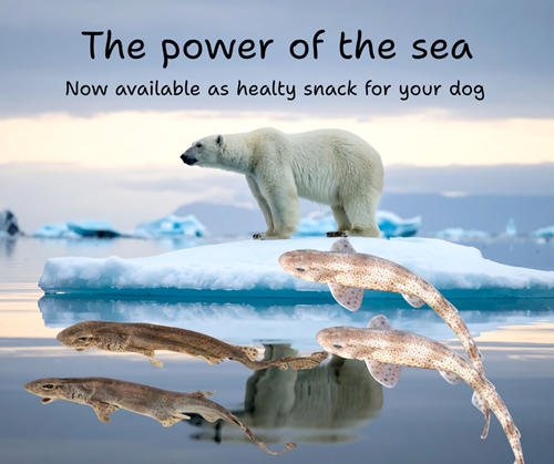 The power of the sea Catshaai.png