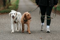 Trail Quest Leash  15mm x 2m-2