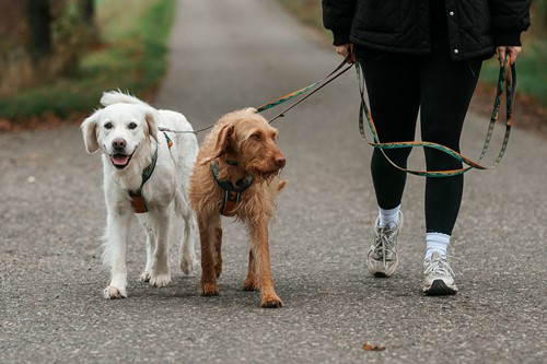 Trail Quest Leash  15mm x 2m-2